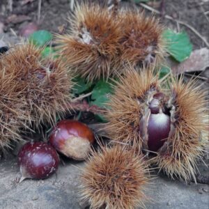 castagne 