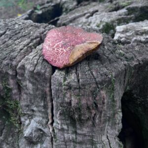 castagne 