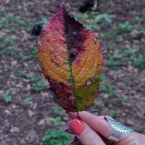 castagne 
